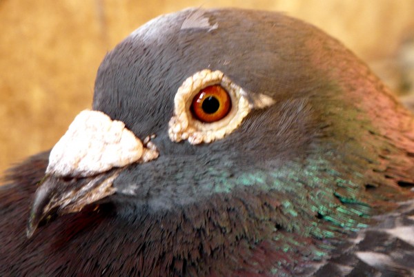 Fotolog de cuchonieri - Foto - Pigeon: Pigeon